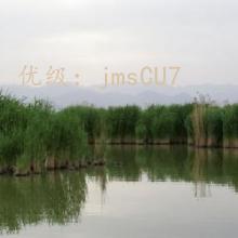 ʦ