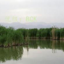 ޿