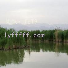 ޿