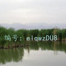 ޿