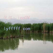 ޿