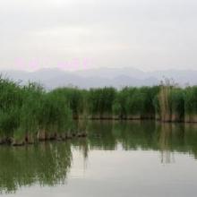 ʦ