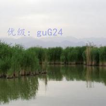 ʦ
