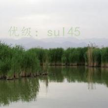 ʦ