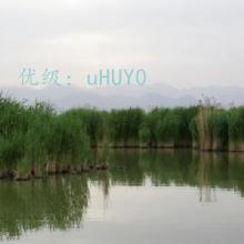 ĩ