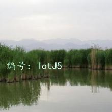 ޿