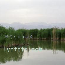 ޿