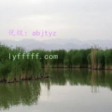 ޿