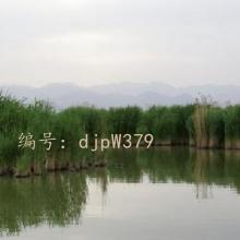 ĩ