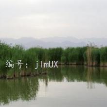 ޿