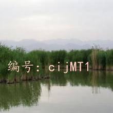 ޿