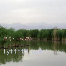 ʦ